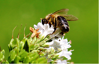 abeillenoire